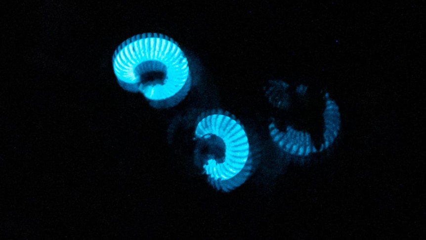 Three curved millipedes glowing blue on a black background.