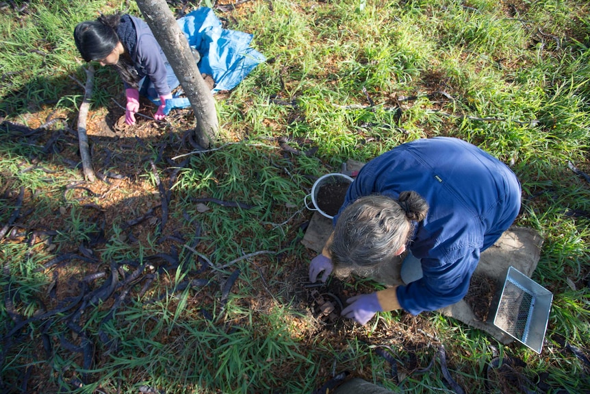 Two women crouched on the ground preparing a fox trap