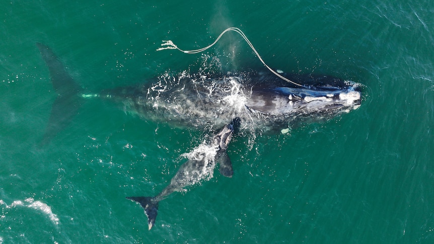 Whale entangled in a rope with free newborn next to it