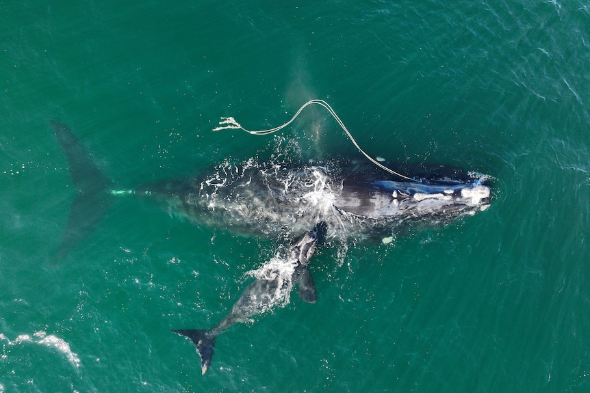 Whale entangled in a rope with free newborn next to it