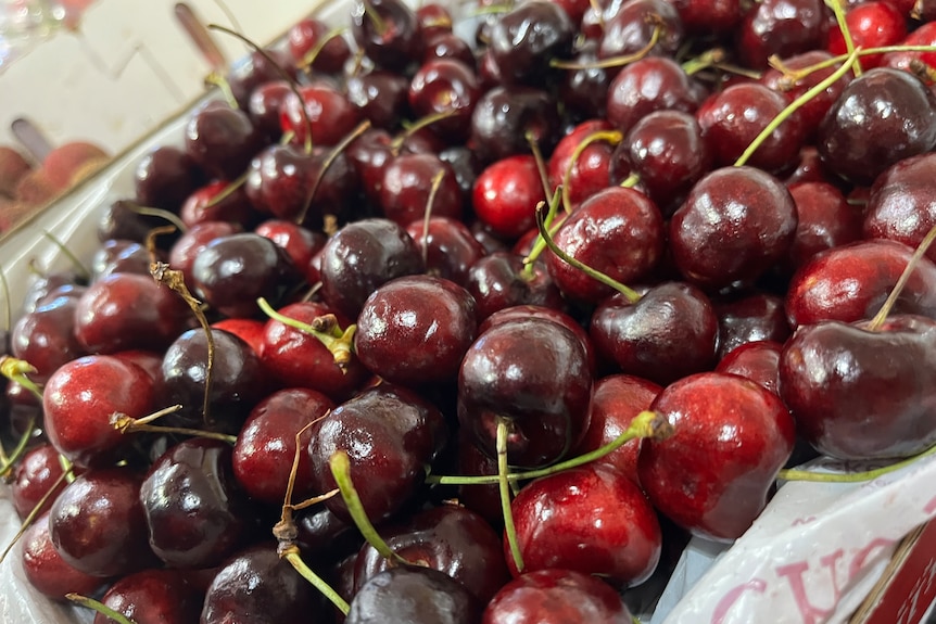 Cherries in tray.