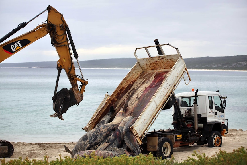 Whale carcasses being moved with a crane at Hamelin Bay.