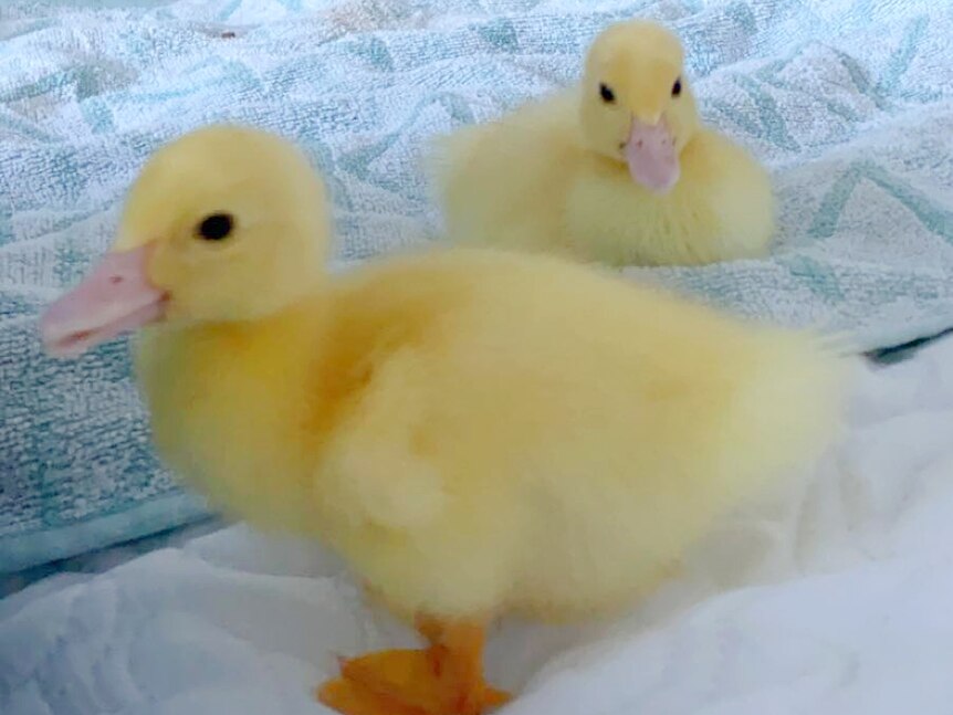 Two yellow fluffy ducklings sitting on a bed