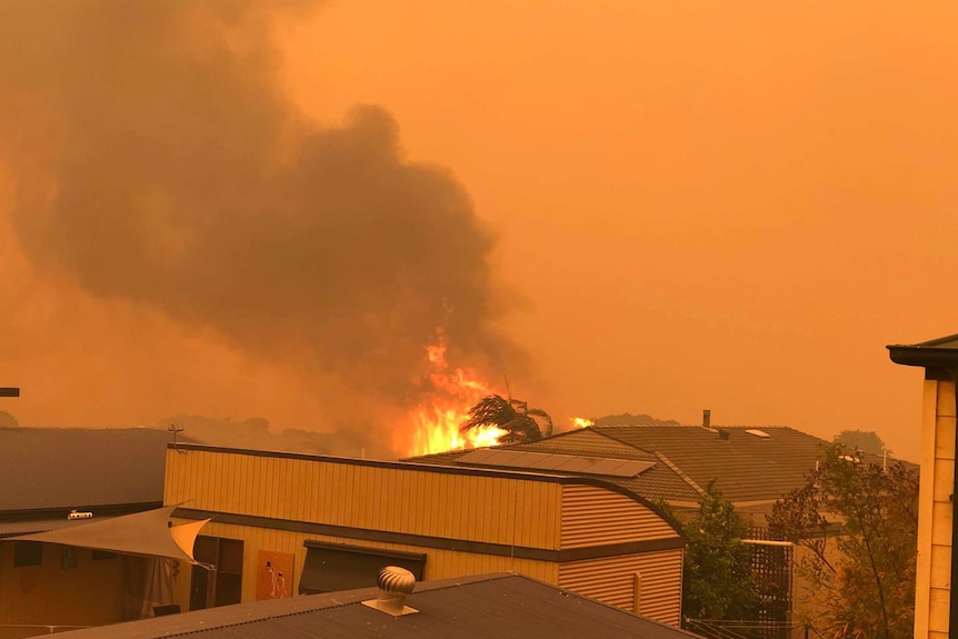 Fire engulfs a palm tree near rooftops in Mallacoota, with orange sky, flames and large cloud of grey smoke.
