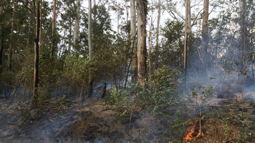 Flames burning in nature strip in mid north coast Hinterland community of Comboyne.