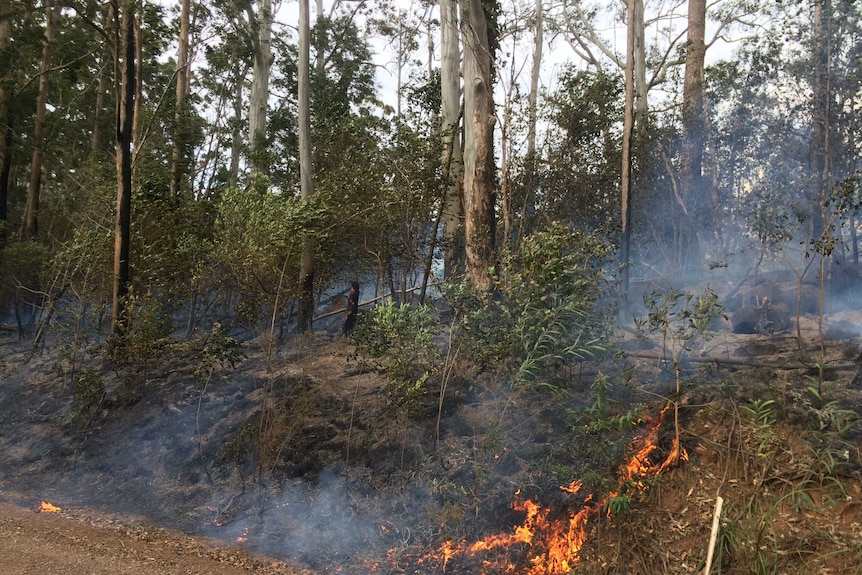Flames burning in nature strip in mid north coast Hinterland community of Comboyne.