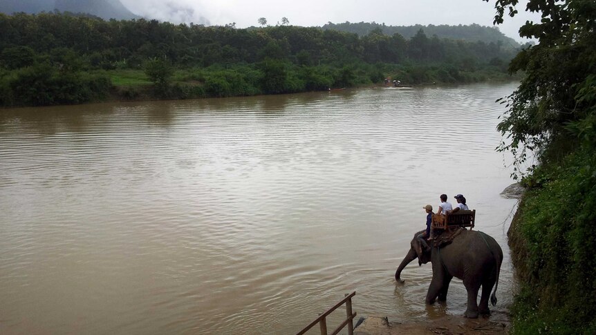 An elephant carrying tourists edges into the Nam Khan River in the north of Laos.