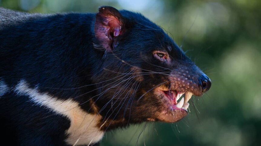 A Tasmanian Devil shows its teeth.