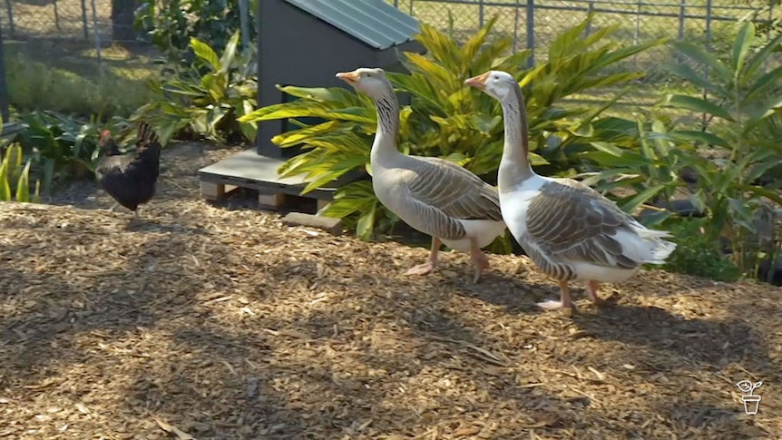 A pair of geese walking through a garden.