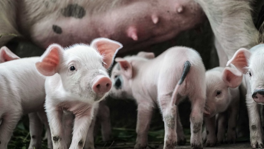 Linley Valley Pork ist „schockiert“ über Massensterben von Schweinen auf der Wheatbelt-Farm des Zulieferers in Westaustralien
