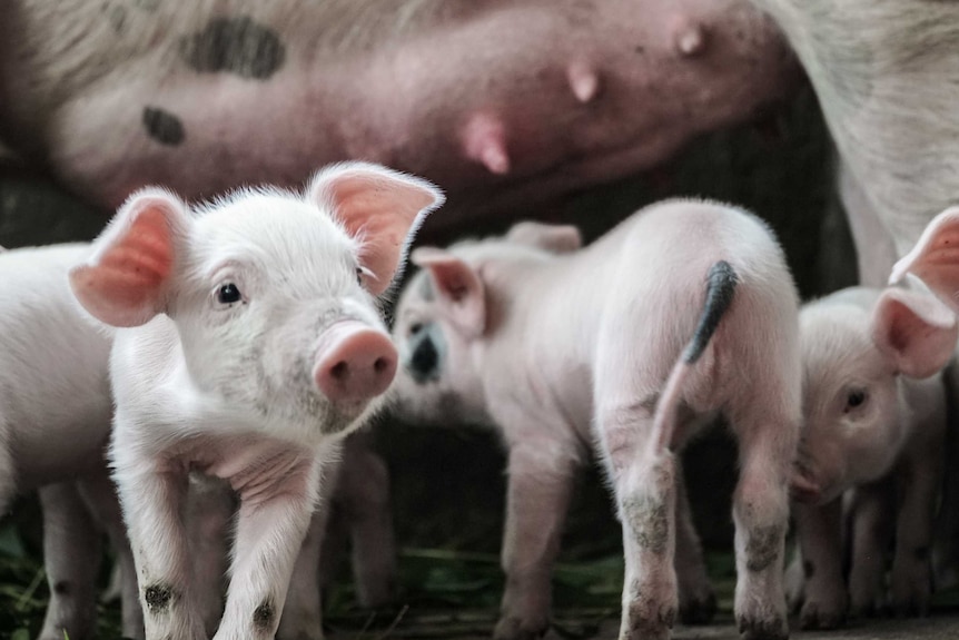 Baby piglets next to their mother.