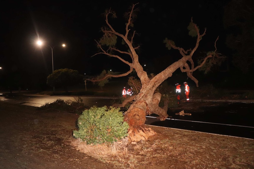 A large tree lies on a road at night after being blown over in a storm, with emergency services workers standing near it.