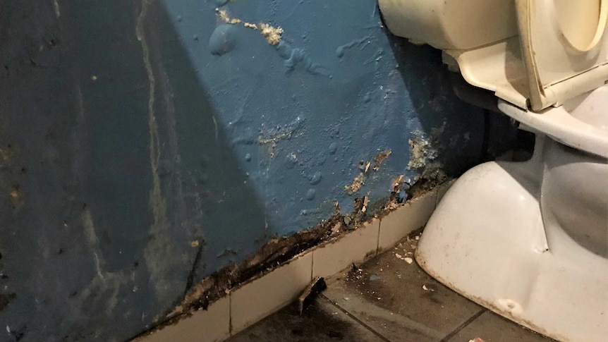 A blue bathroom wall with paint peeling at the bottom. The paint also has spots of white mould growing and water stains.