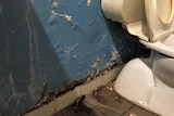 A blue bathroom wall with paint peeling at the bottom. The paint also has spots of white mould growing and water stains.