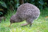 A little spotted kiwi forages for food.