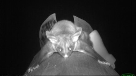 Image of the threatened yellow-bellied glider using the glide poles.