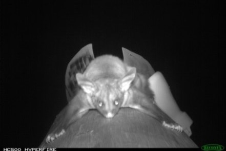 Image of the threatened yellow-bellied glider using the glide poles.
