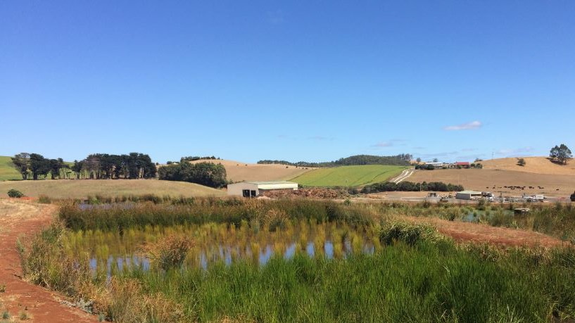 A swampy wetlands in the middle of an agricultural area