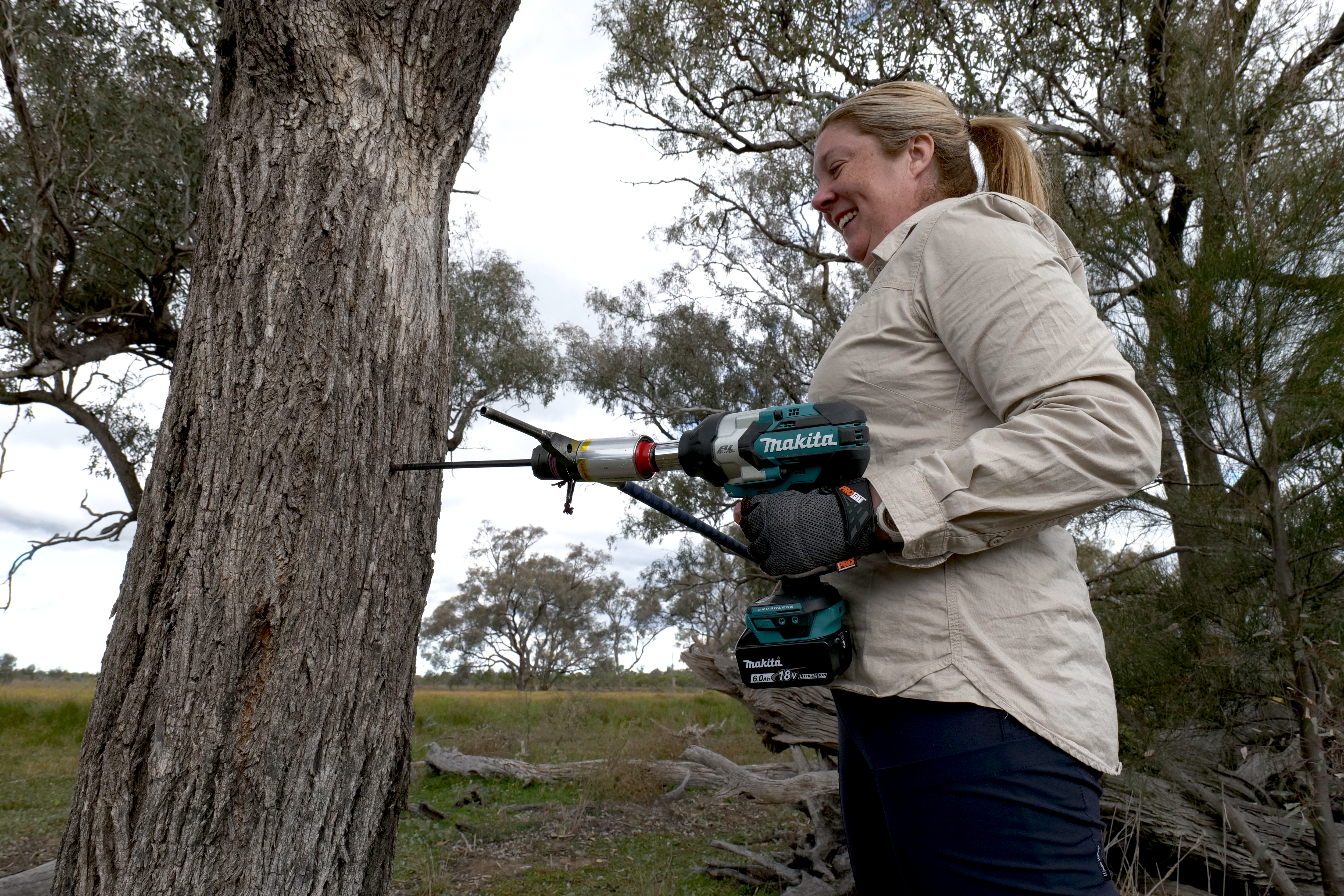 A woman drills into a tree.