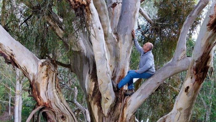 Rowan Reid standing in a tree.