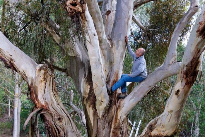 Rowan Reid standing in a tree.