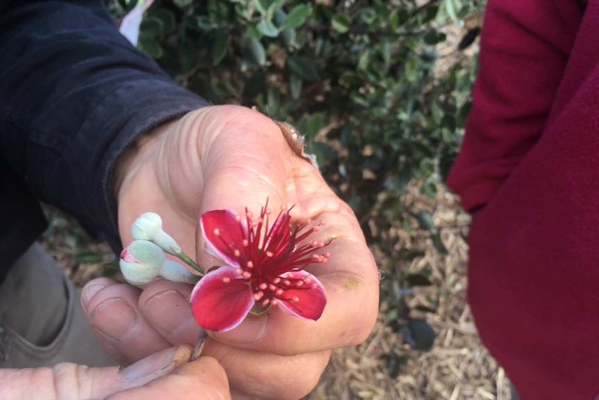 Red flower held by man's hand in orchard