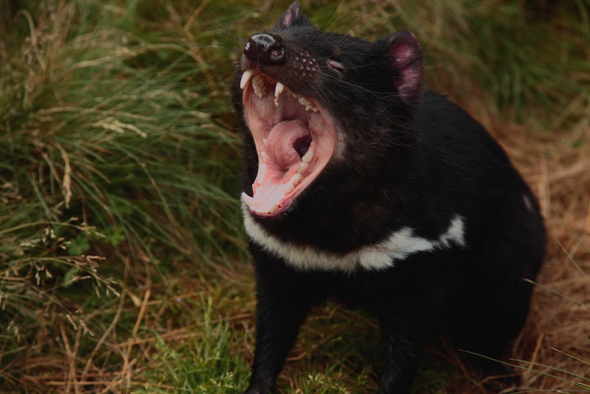 Tasmanian devil