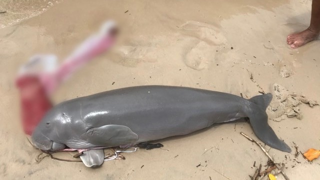 A small grey dugong, just under 2m in length, lies dead on the sand at the water's edge.