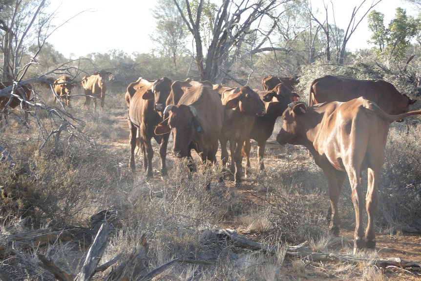 Cattle eat mulga (a small tree) that has been pushed over for them as feed during the drought.