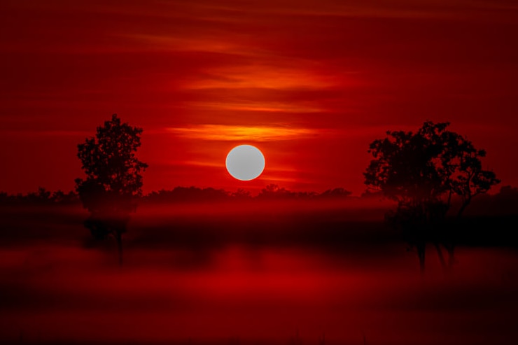 Red sun behind hazy black trees 