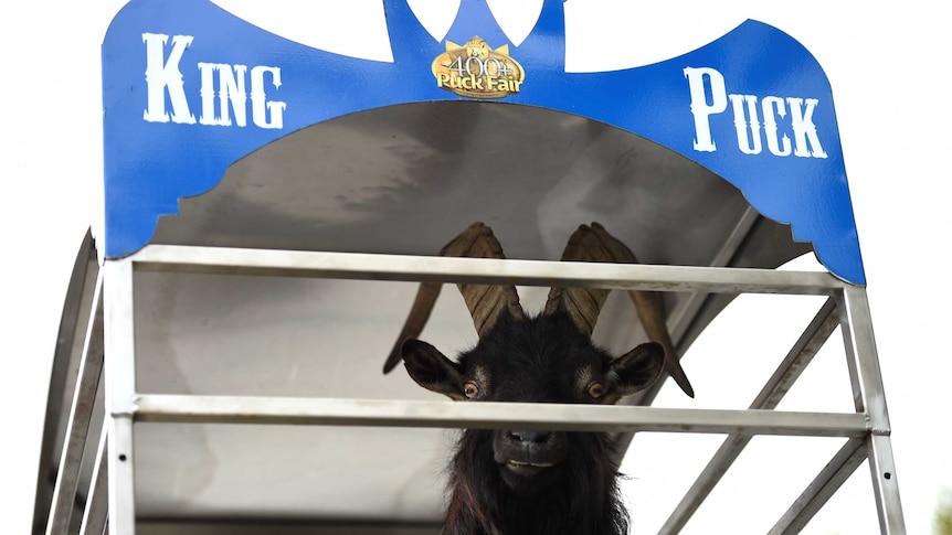 A wild goat is paraded through the town of Killorglin before being crowned King Puck.