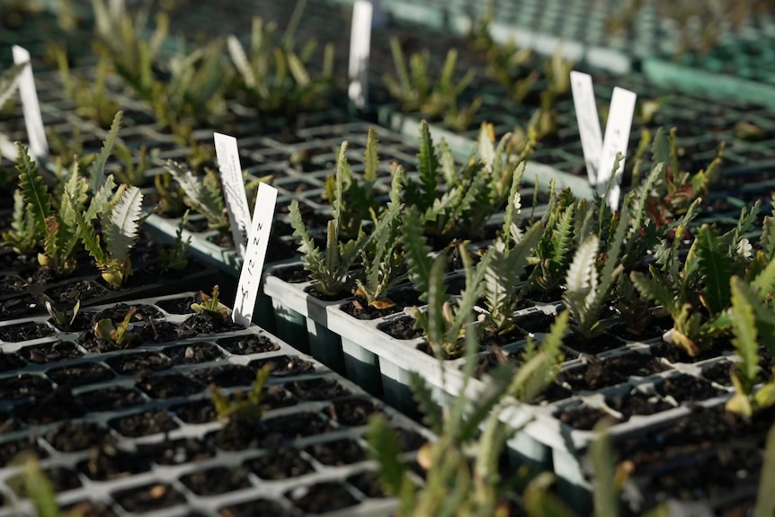 Photo of native seedlings growing out of seedlings tray.