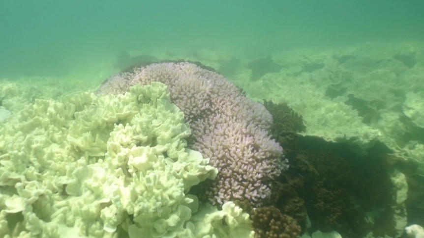 An underwater photo of corals that are turning white from heat stress
