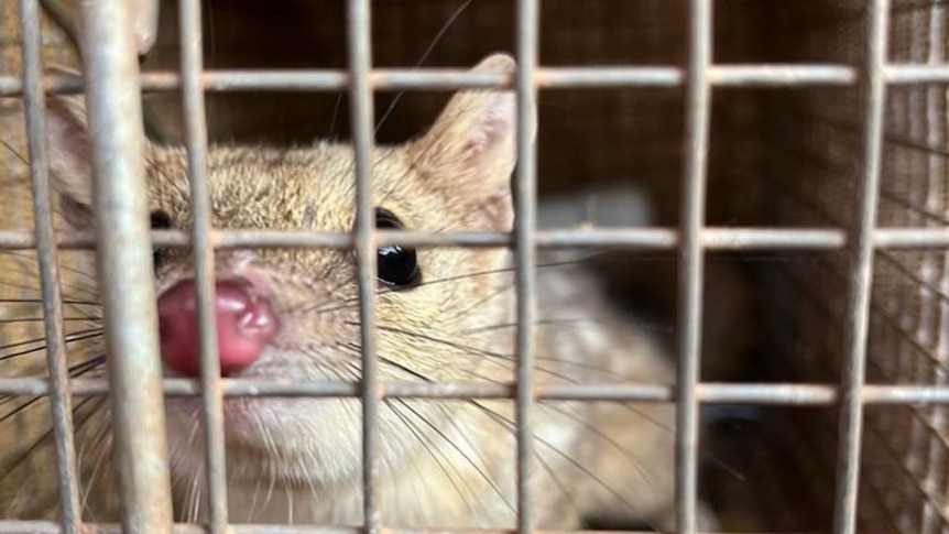 A quol presses its nose against a cage