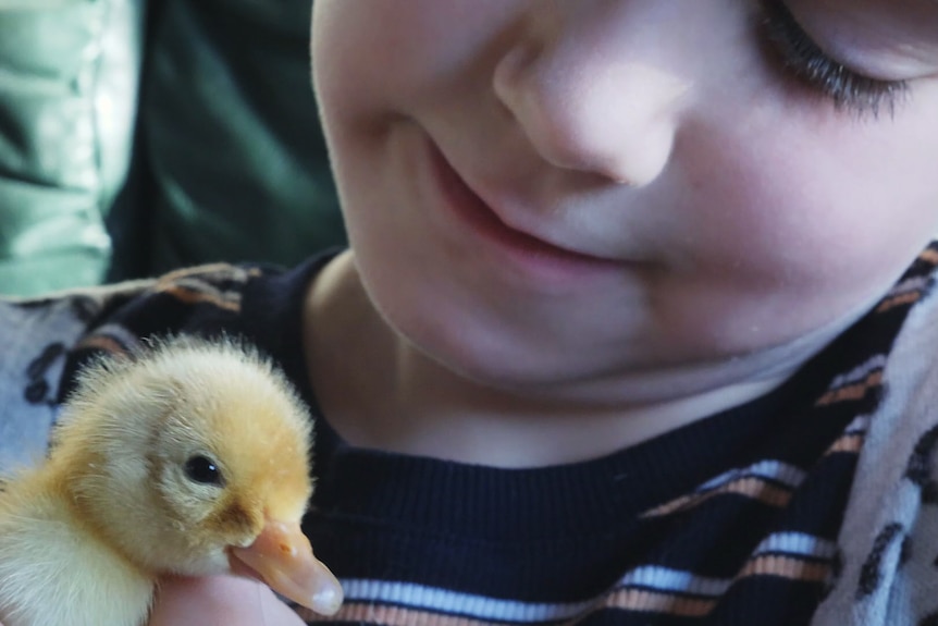 a tiny yellow duckling in the hands of a young girl