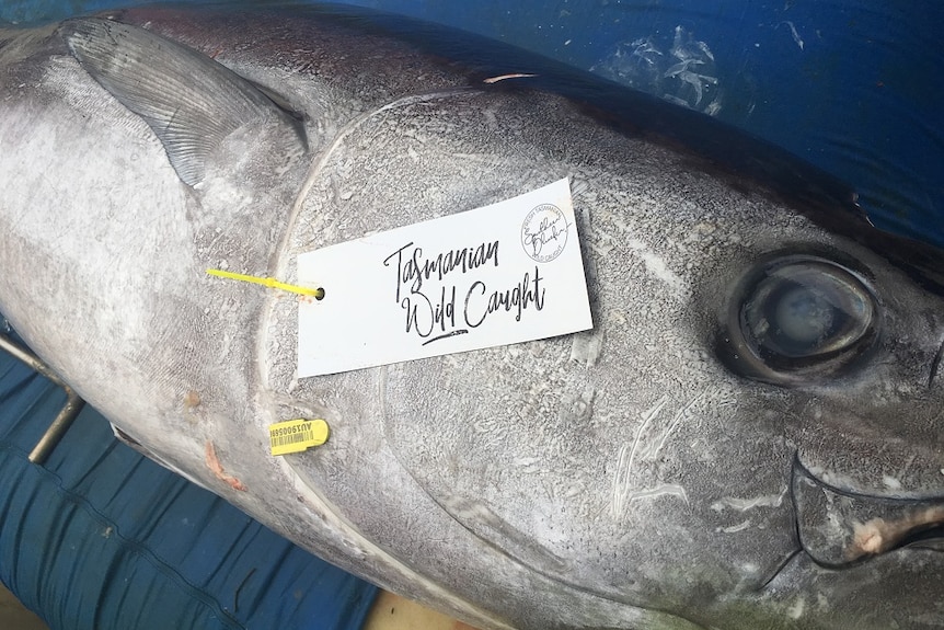 A southern bluefin Ttuna caught off the coast of Tasmania.