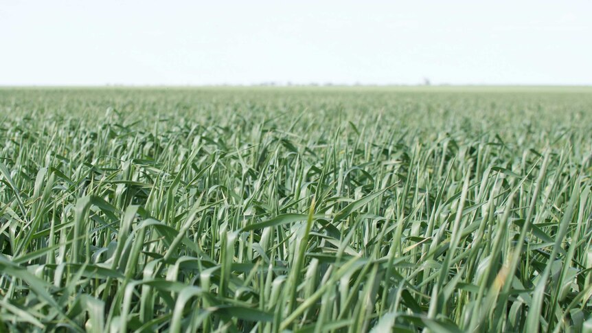 A field of wheat in Central Victoria.