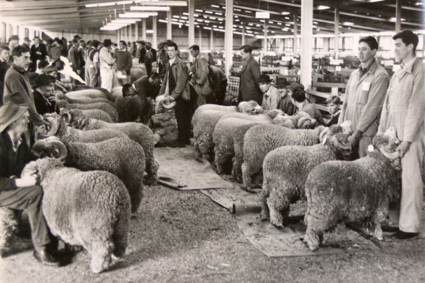 Merino sheep and handlers at Campbell Town Show, undated image.