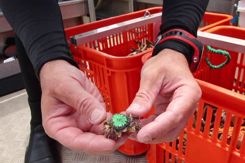 A diver holds a Blastomussa coral that has been collected for sale.