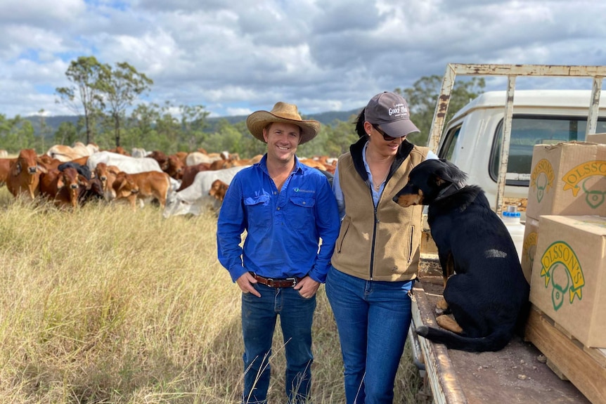 A man and a woman stand in front of a herd of cattle next to a ute with a kelpie sitting on it
