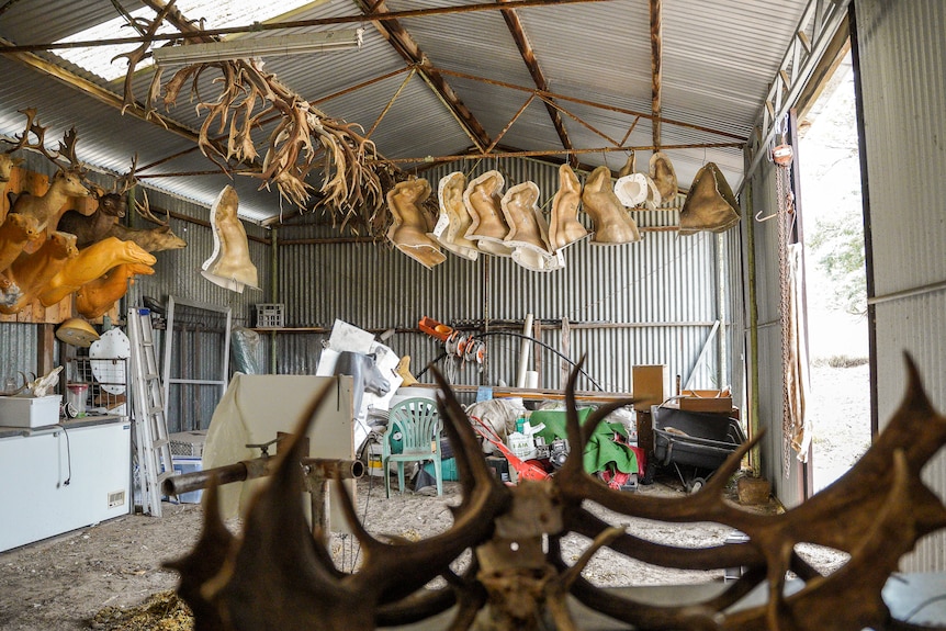 Rows of deer head molds and antlers hang from the ceiling of a large shed.