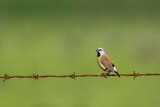 Black-throated finch sits on barbed wire fence, location unknown
