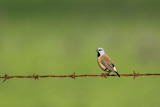 Black-throated finch sits on barbed wire fence, location unknown