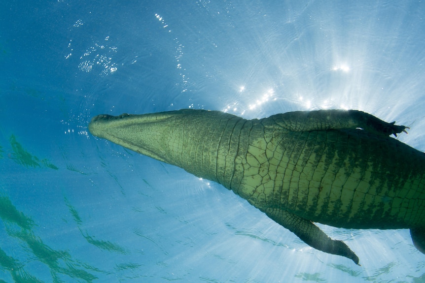 A crocodile swims overhead, showing its underbelly.