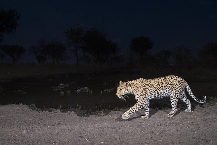A leopard is captured on film in Namibia using a camera trap