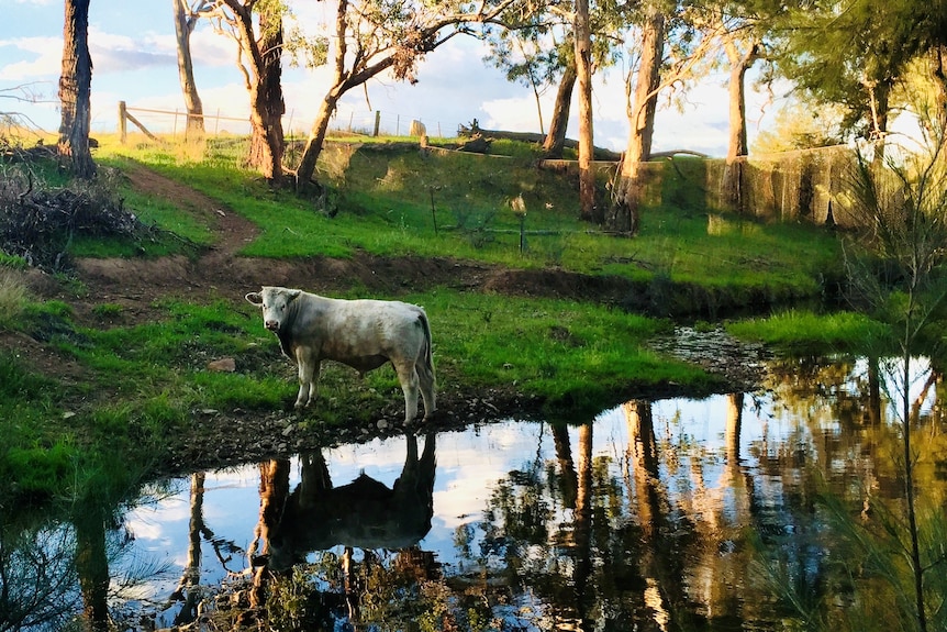 Charolais steer in a creek bed with the water reflecting his image.