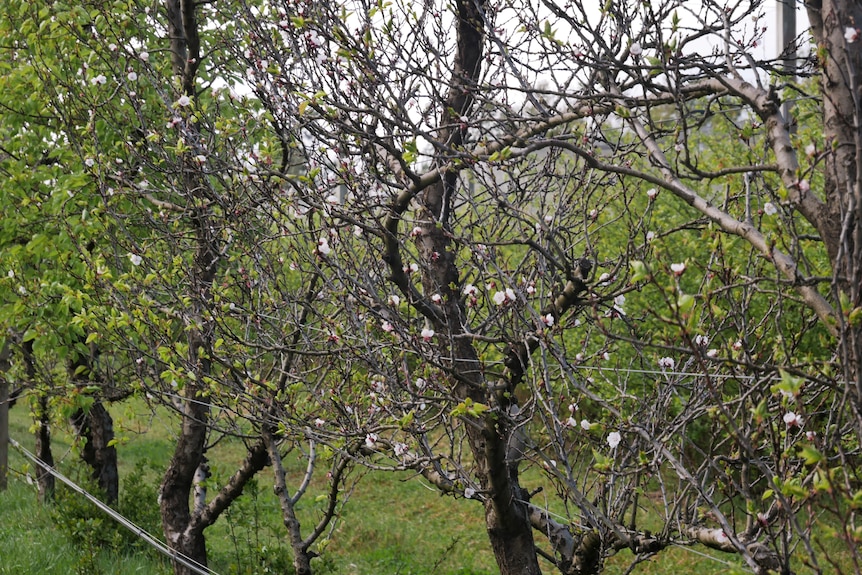 Flowering apricot tree