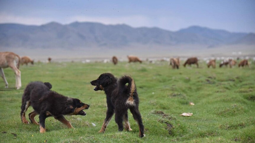 Two dark dogs in a field with livestock.