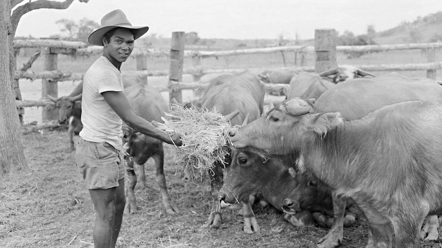 Peter Pangquee feeding livestock in the NT.