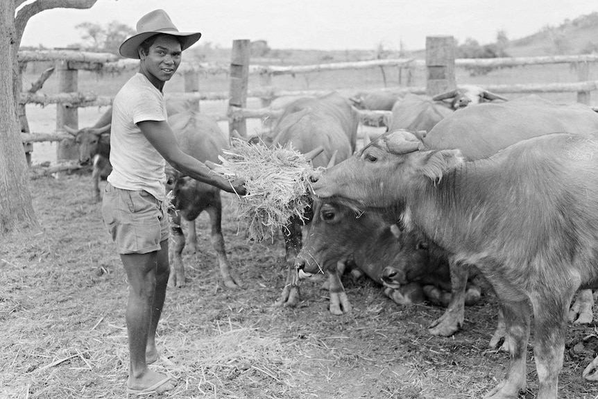 Peter Pangquee feeding livestock in the NT.